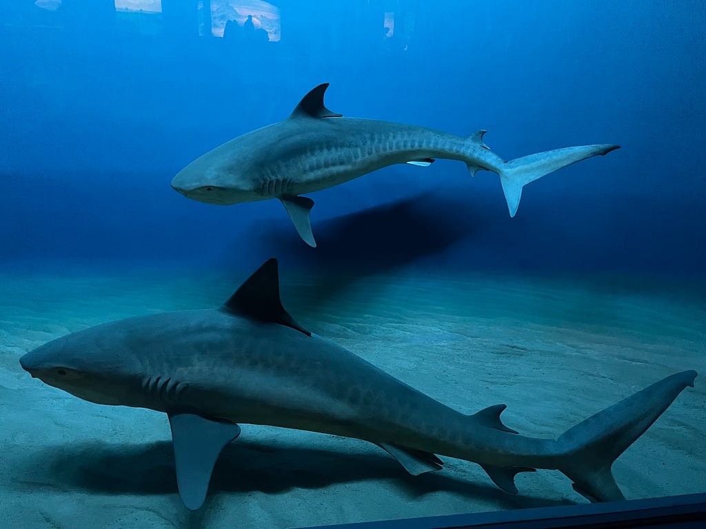 Two more, smaller fake sharks appear to swim at the American Museum of Natural History in New York