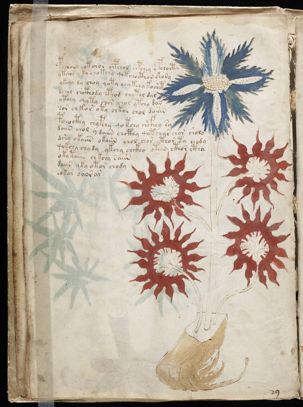 f. 16v, page 32 of the Voynich manuscript. An indecipherable paragraph next to a fantastical drawing of an unknown plant: a single long stem protrudes from a bulbous root, the stem adorned with four red flowers, topped with one blue flower.