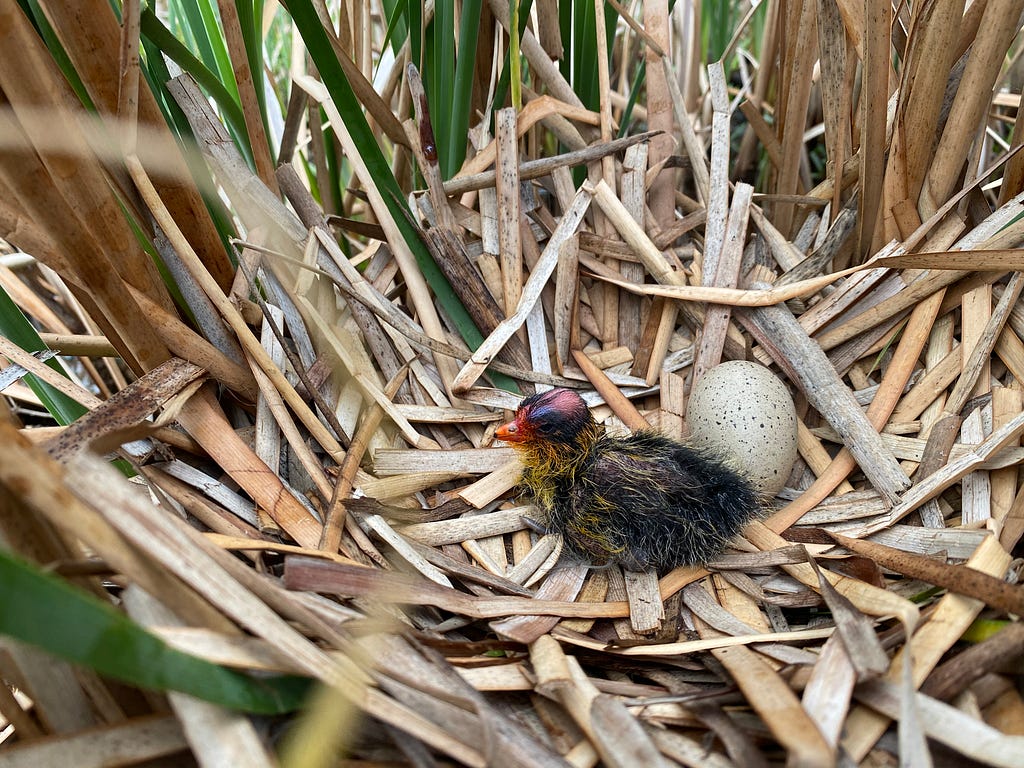 ʻAlae keʻokeʻo chick in a nest sitting next to an unhatched egg.