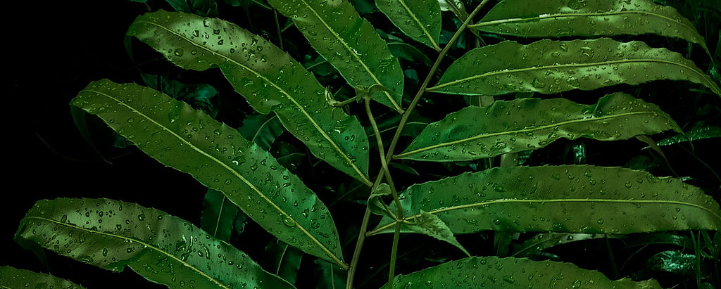 A photo of a thriving tropical plant with bright green leaves covered in dew