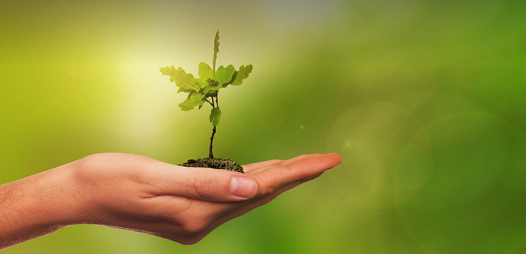 Planting a sapling photo by Vanvangelis on Pixabay