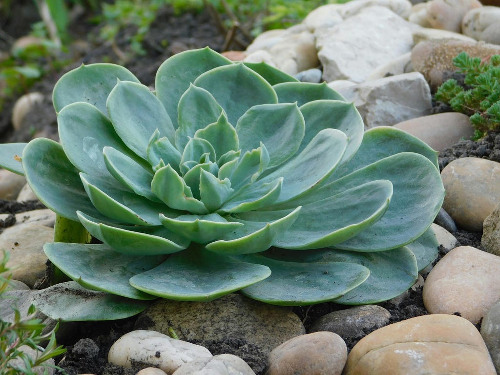 Close up of a small succulent surrounded by rocks