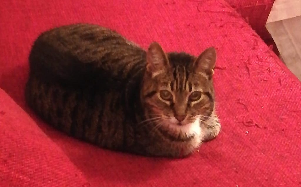 Tabby cat laying with her paws tucked under her on a red couch