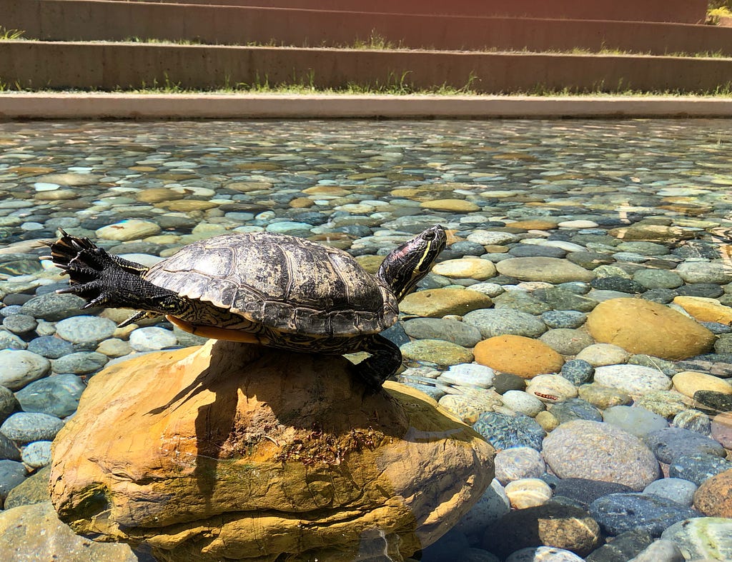 A turtle stretching its legs under the sun at VMware’s turtle pond