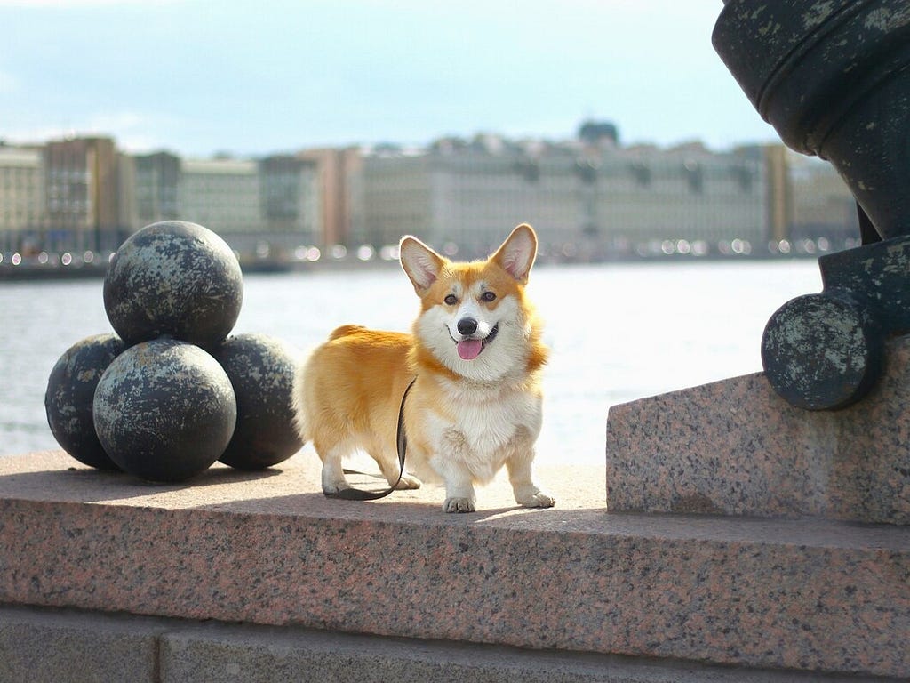 Corgi standing on wall by the wall near stone rocks.