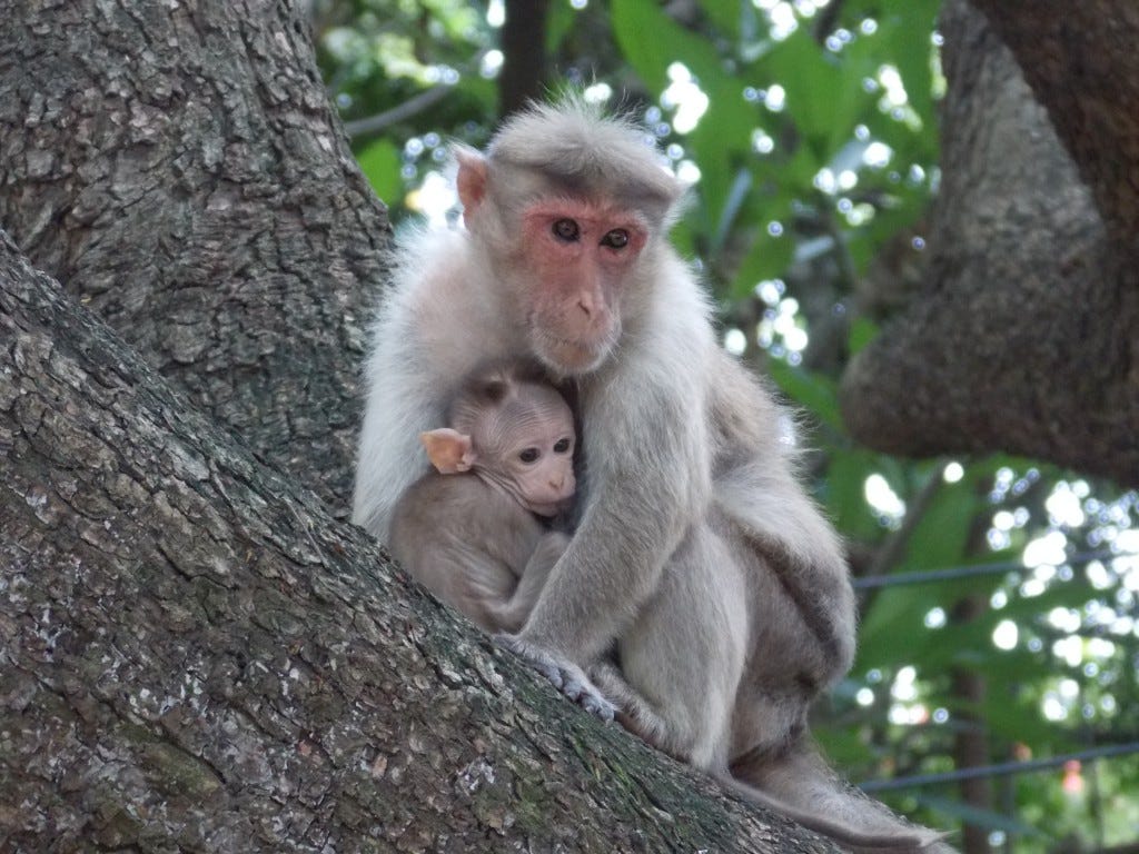 Mother and infant macaque monkey