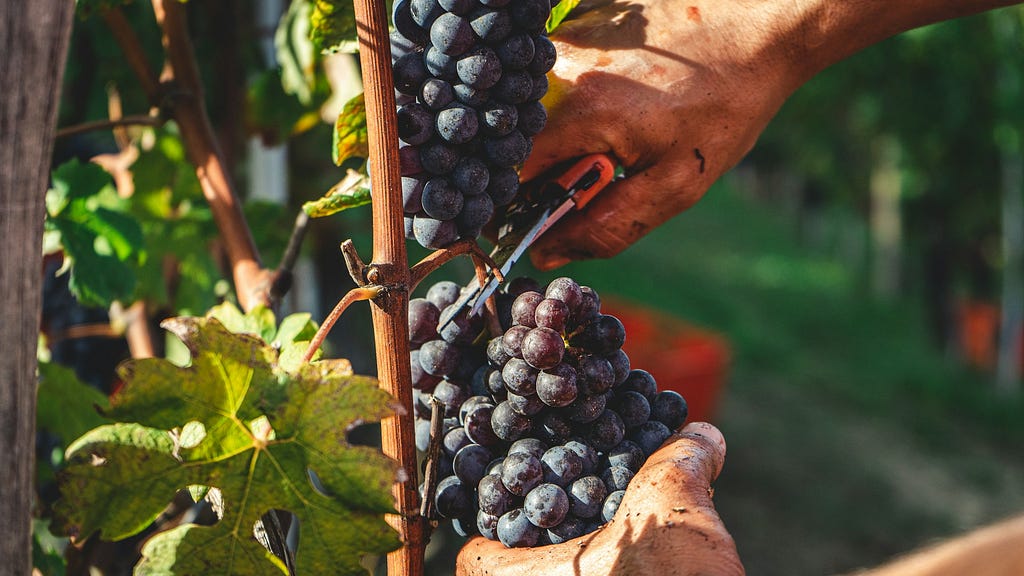 A man cutting grapes with scissors