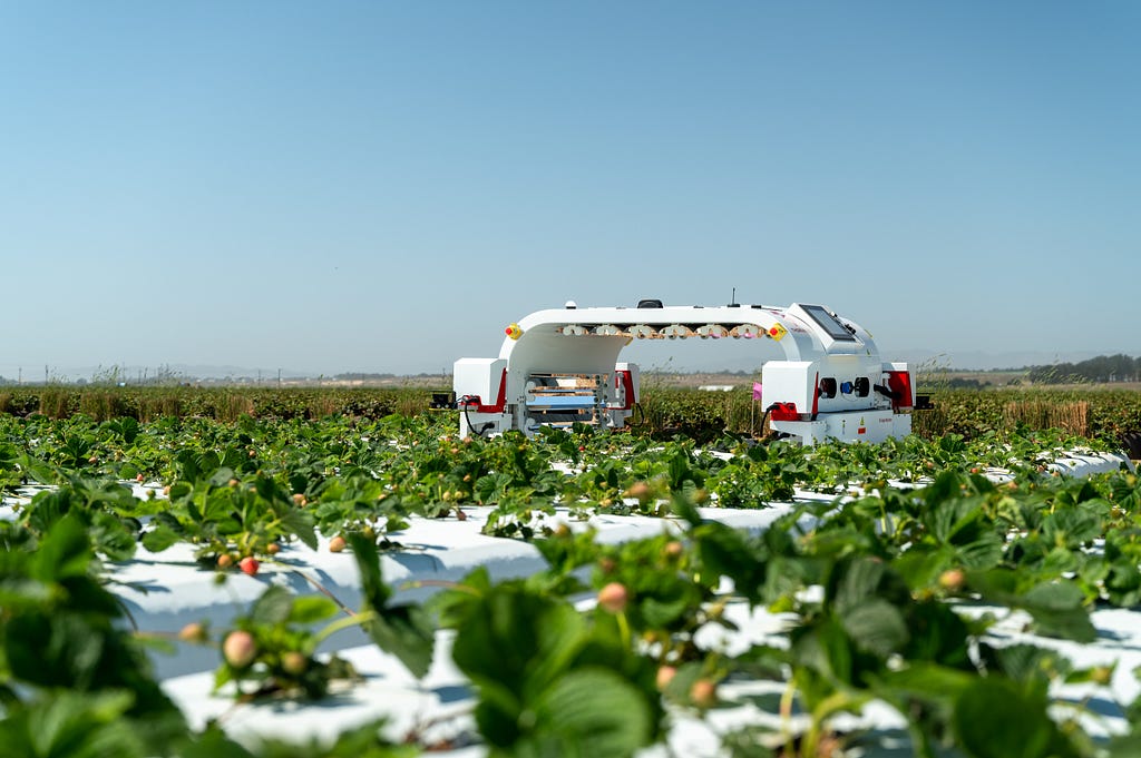 Autonomous robots conducting light treatment on strawberry plants