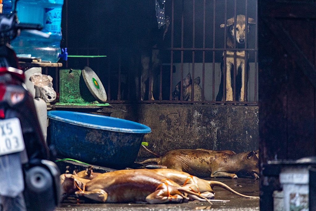 A caged dog stares down at the hairless, gutted and cleaned bodies of slaughtered dogs lying on wet pavement at a slaughterhouse in the Hoai Duc district of Hanoi, Vietnam. Live dogs are held here with a full view of the cleaning process. Vietnam, 2022. Aaron Gekoski / Asia for Animals Coalition / We Animals Media