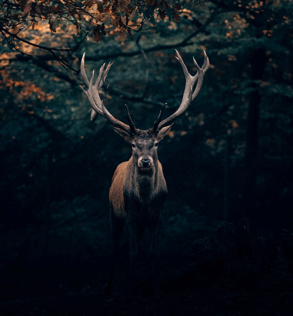 A moose in the woods in the evening starting right at the camera.