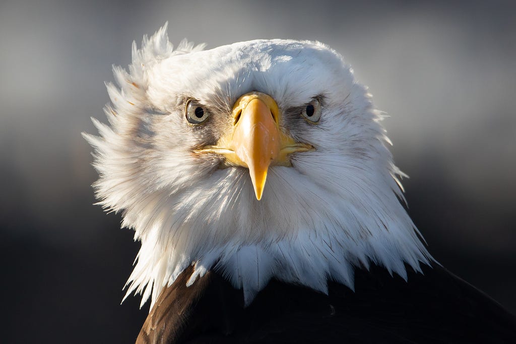 Close up of a bald eagle looking directly at the camera.