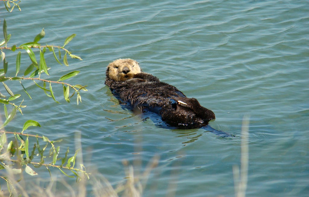 Otter floating on its back in blue water