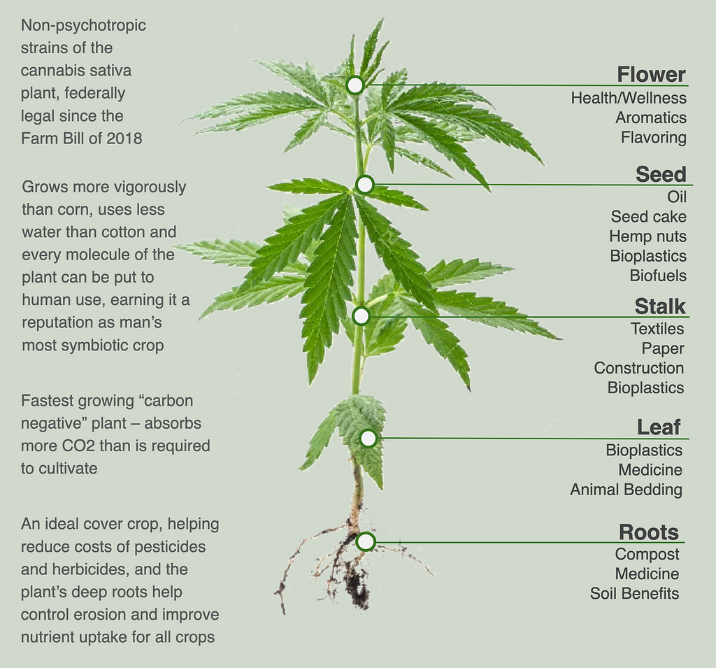 graphic showing different uses of hemp