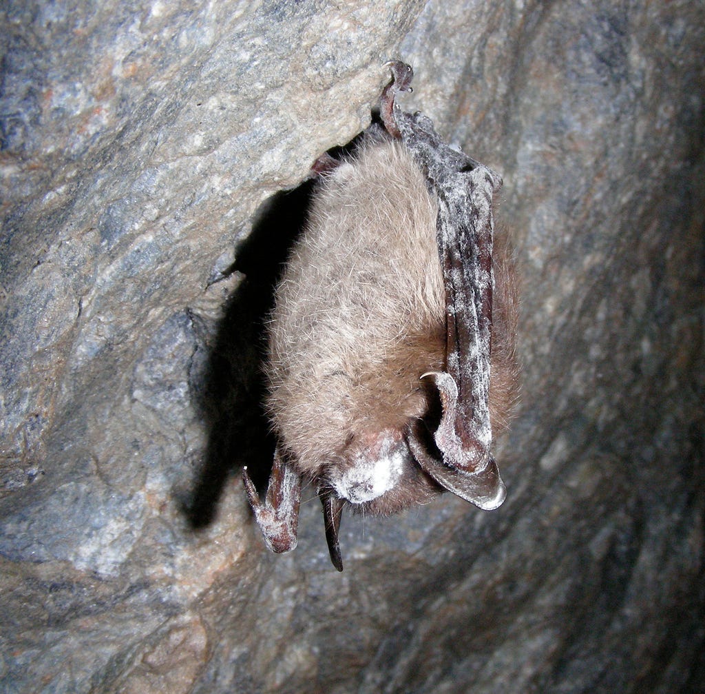 A brown bat with white fuzz on its muzzle hangs from the roof of a cave