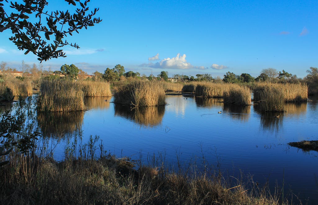 Madrona Marsh Preserve in Torrance, California. Photo by Angel La Canfora