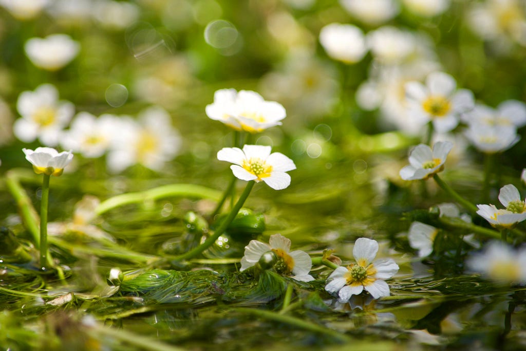 仔細一看 流水冒出小花來 夏季限定的小梅花藻 Za誌