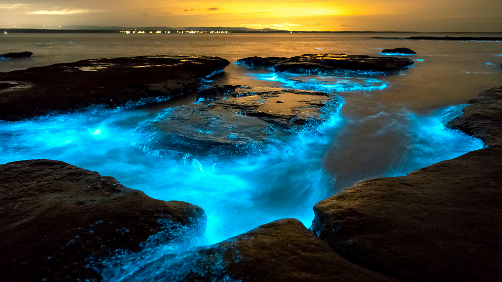 Witness Bioluminescence at the Beach