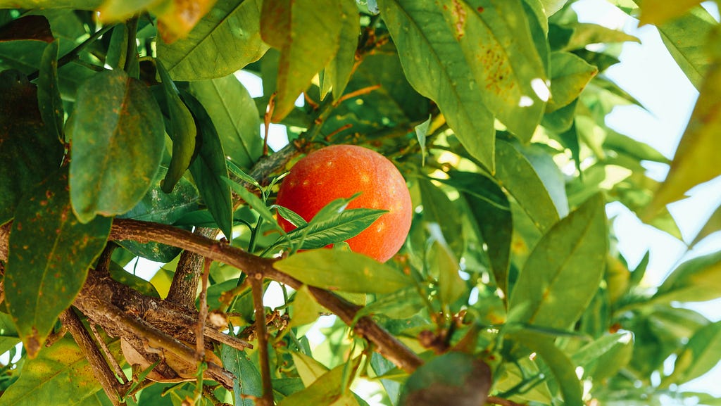 Orange tree branches, leaves, and fruit