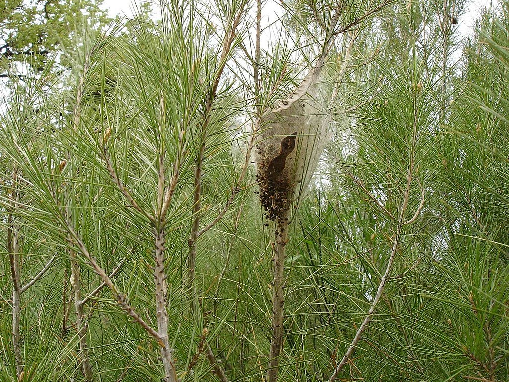Photo of a white silk caterpillar nest in a pine tree