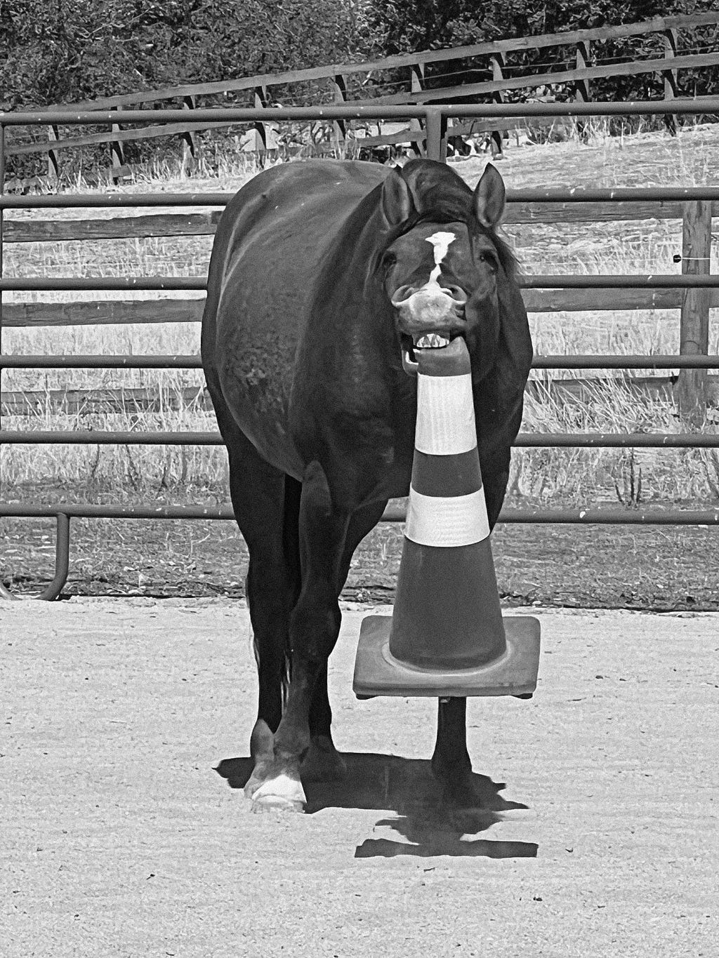 A horse swinging a traffic cone