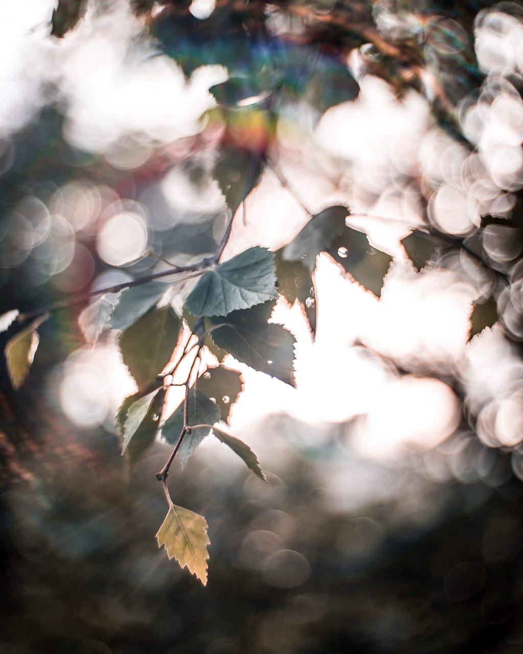 Selective Focus Photo of Leaves with bright white light seeping through the leaves