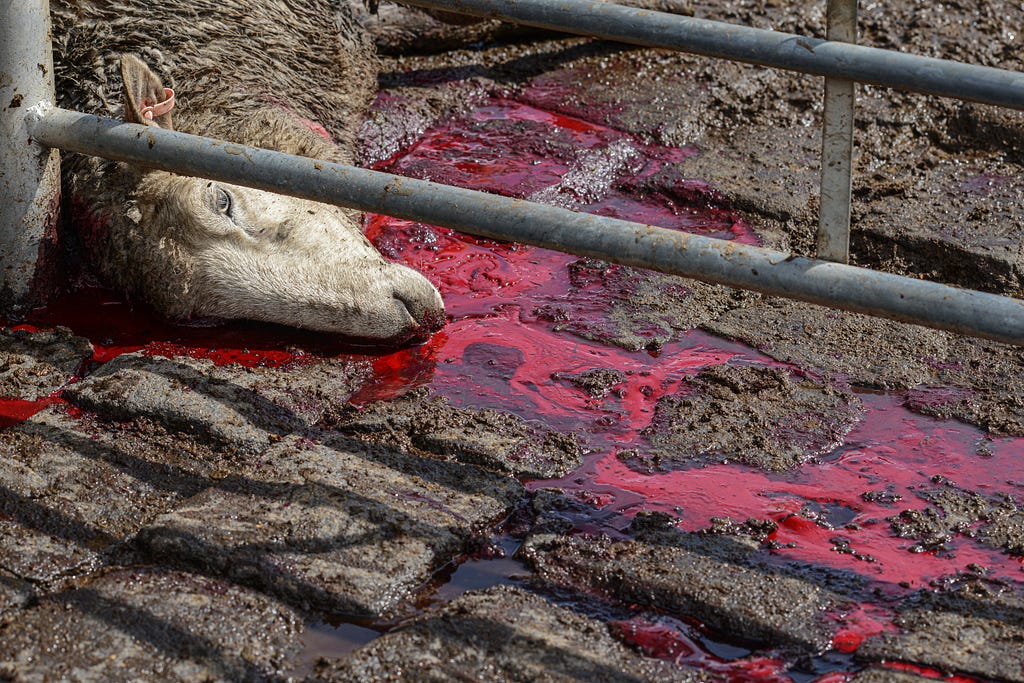 Dead Sheep at Ballarat stockyards, Australia. Photo: © Jo-Anne McArthur, We Animals Media