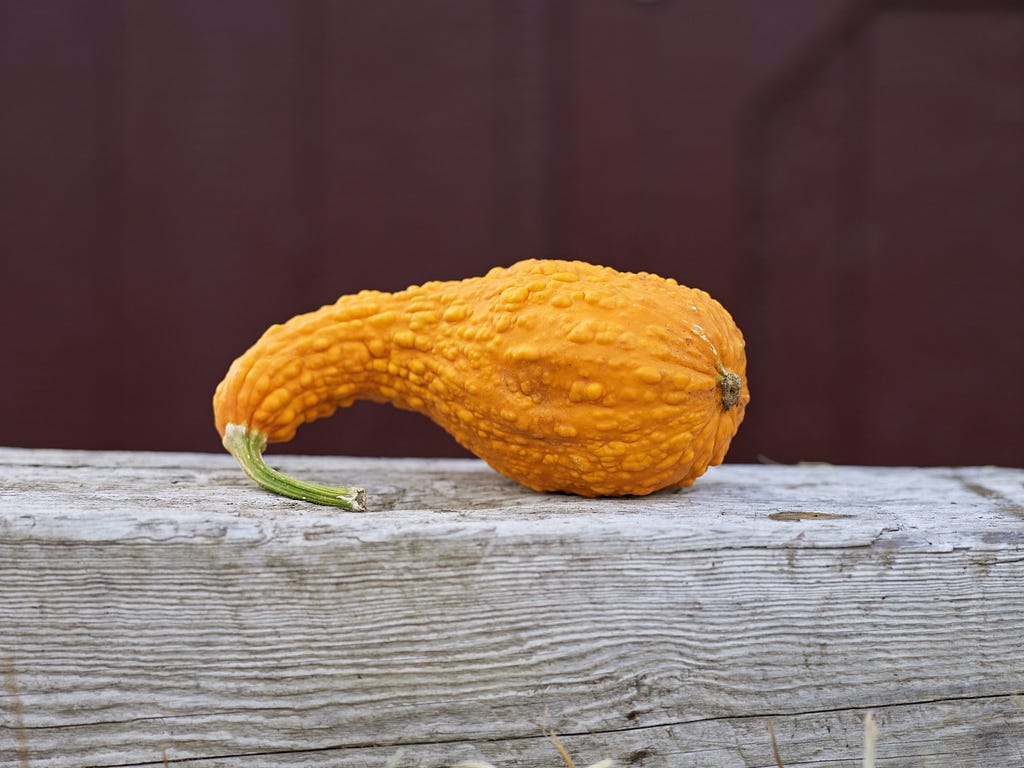 An warty orange gourd on a board.