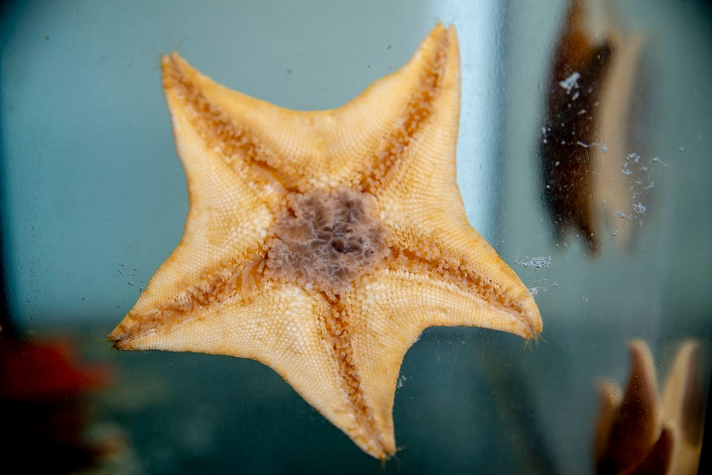 Looking into aquarium at underside of bat star stuck to glass. Its extended belly is a bubbly dark material near its center.