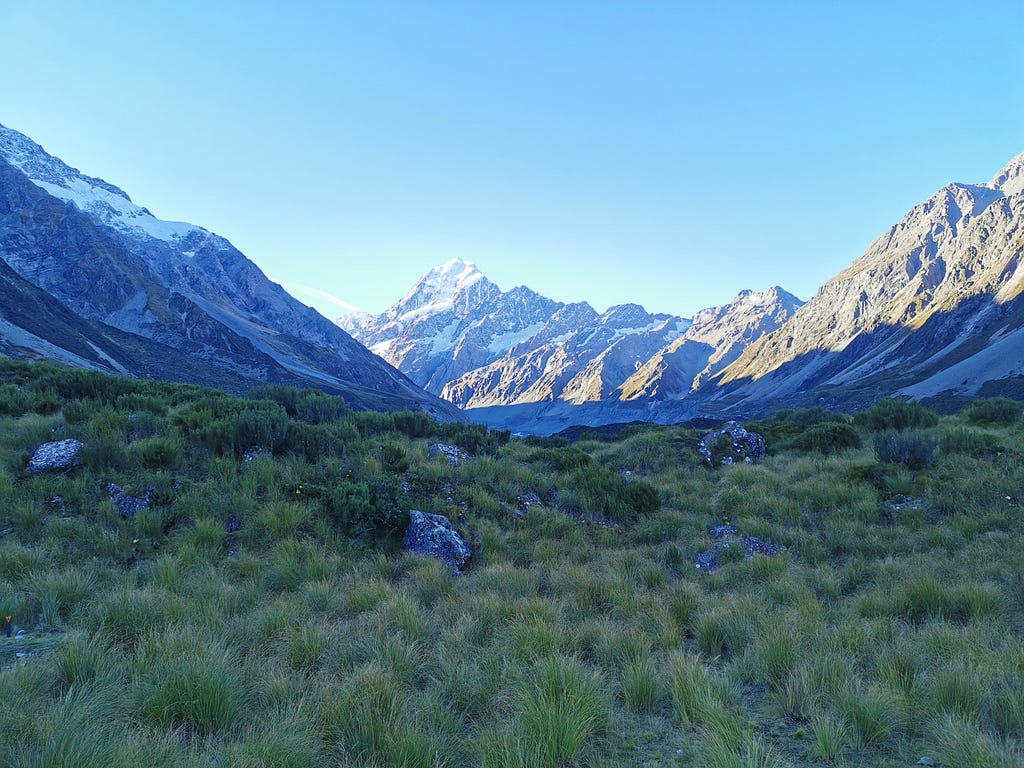 A view of Aoraki with tussock in the foreground.