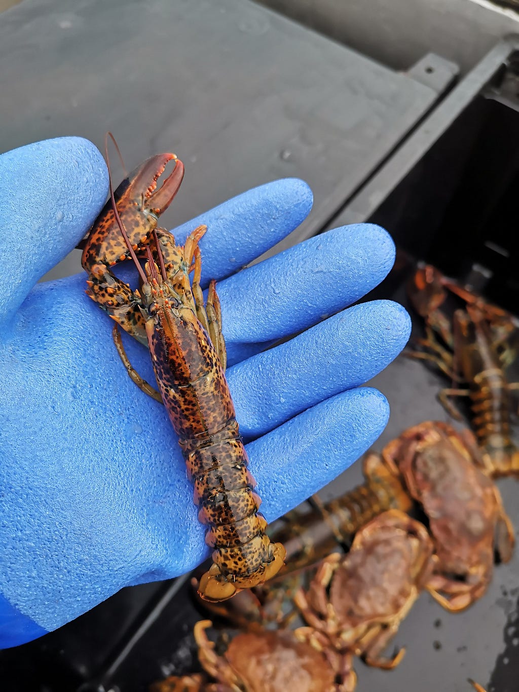 A small lobster lies on an open blue-gloved hand.