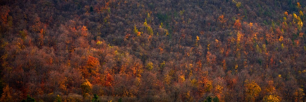 The autumn changing foliage over the steep slope of Tâmpa hill