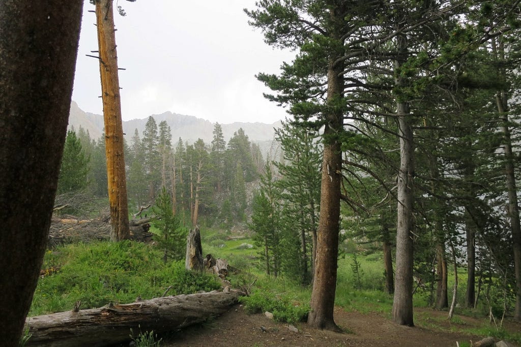 John Muir Trail pine grove near purple lake