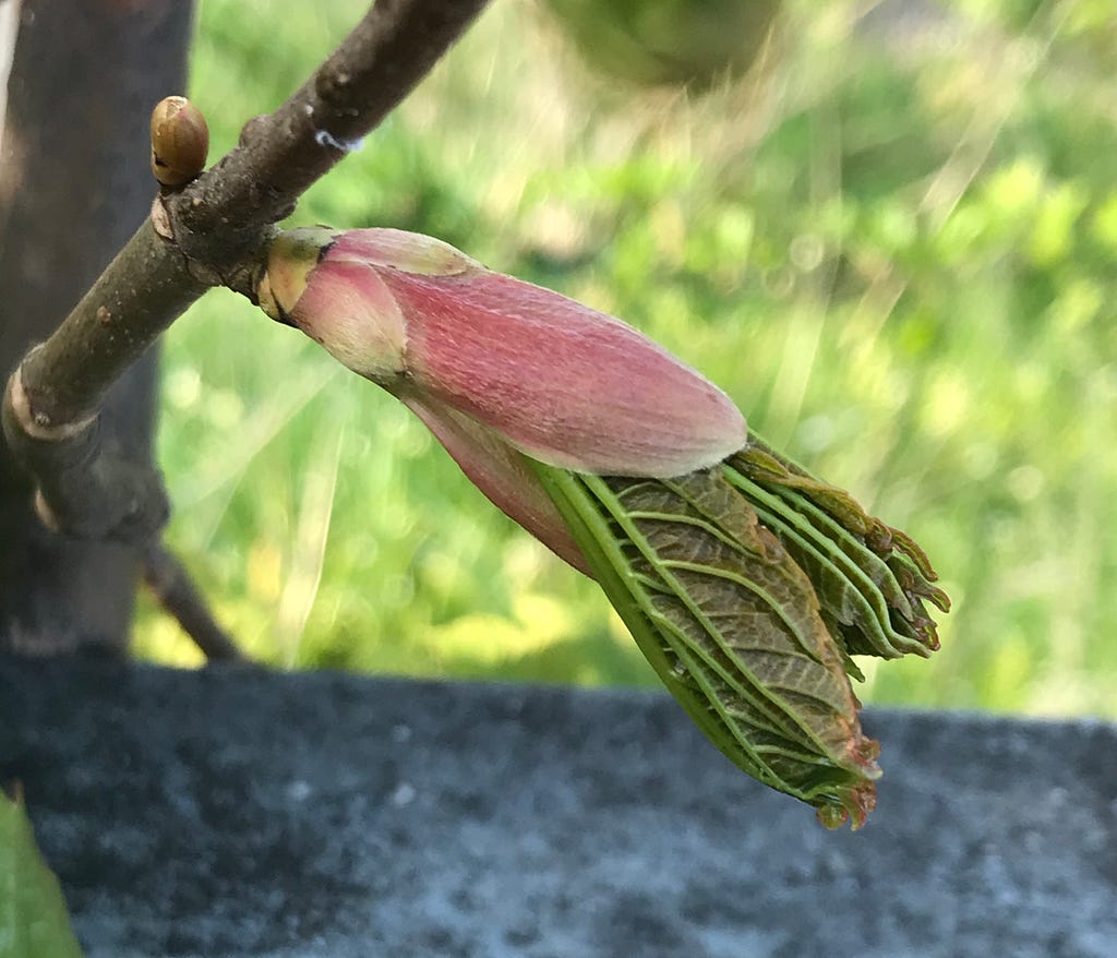 Horse chestnut leaves emerging from a pink bud