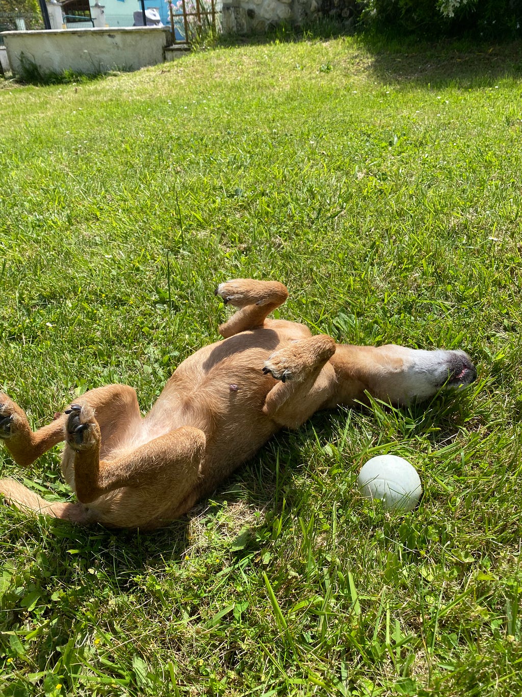 Millie is a lakeland patterdale mix terrier, orangey brown, with a white, older dog face, lying flat on her back on a lawn, with her favorite squeaky ball next to her, enjoying the sun.