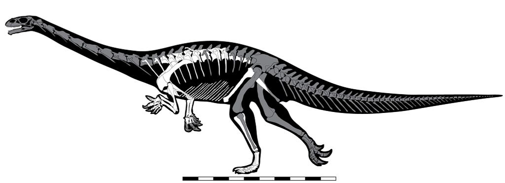 dinosaur skeleton with a scale bar under his body
