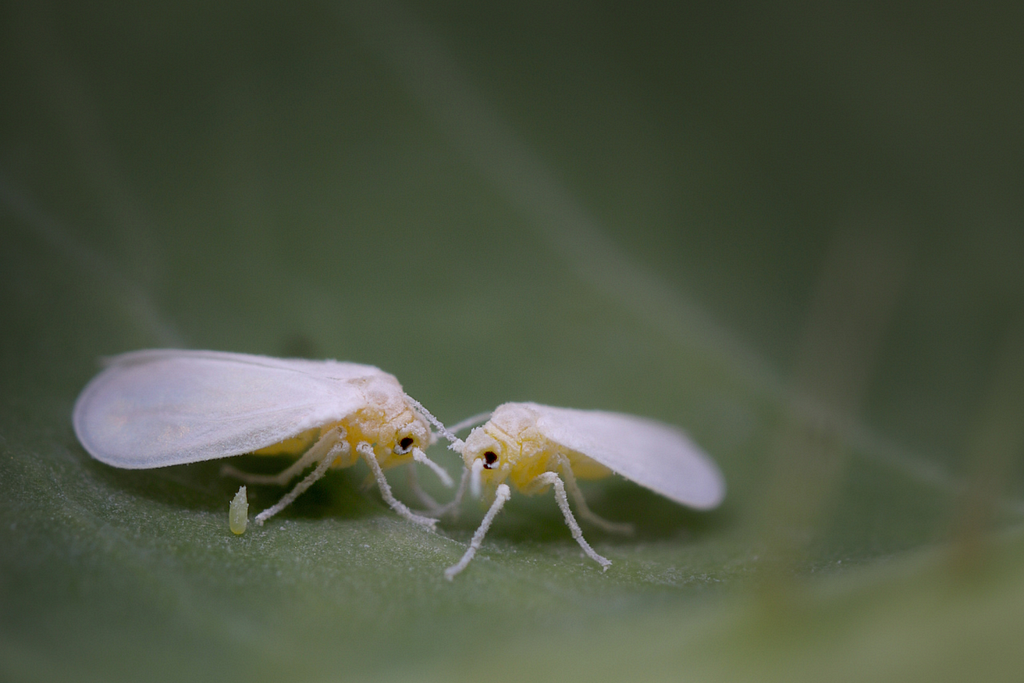 whiteflies on plant, whitefly, white fly, white flies