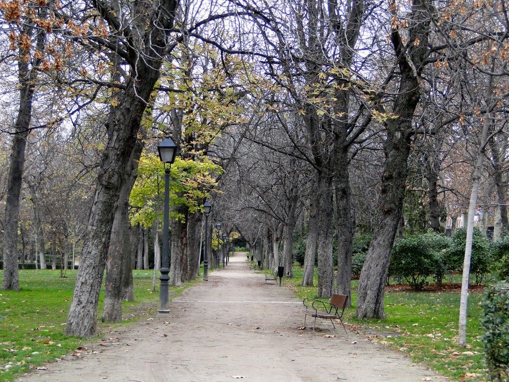 Trilha em um parque formada por um corredor de árvores
