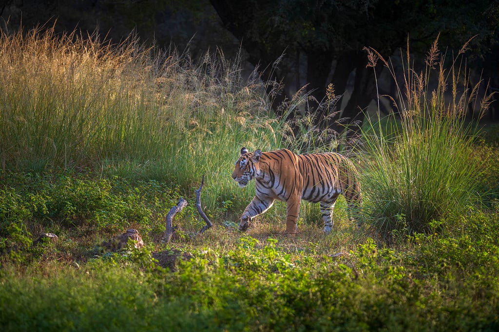 Riddhi the tigress at the Ranthambore Tiger Reserve, Rajasthan, India
