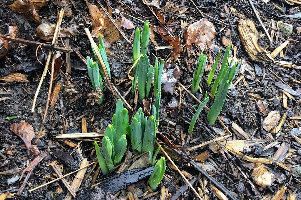 daffodils poking through garden