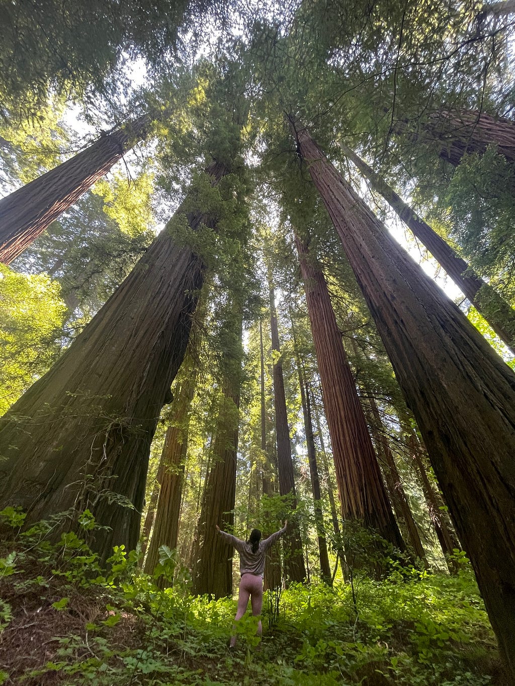 Never-ending redwood trees