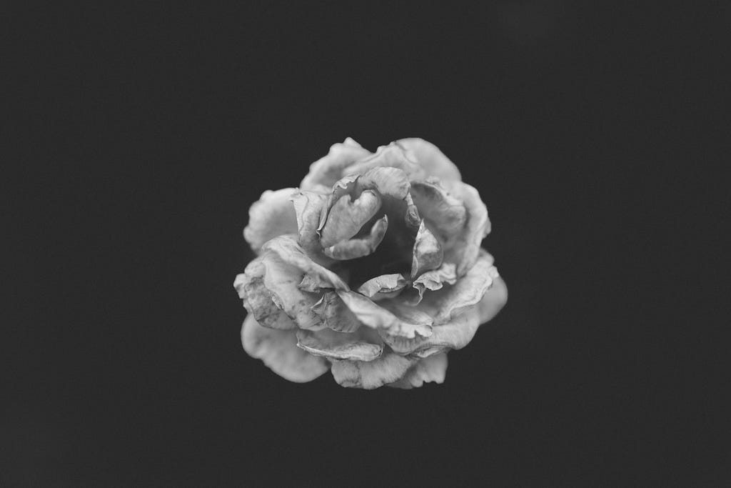 imagem de uma rosa branca um pouco murcha e machucada contra um fundo preto