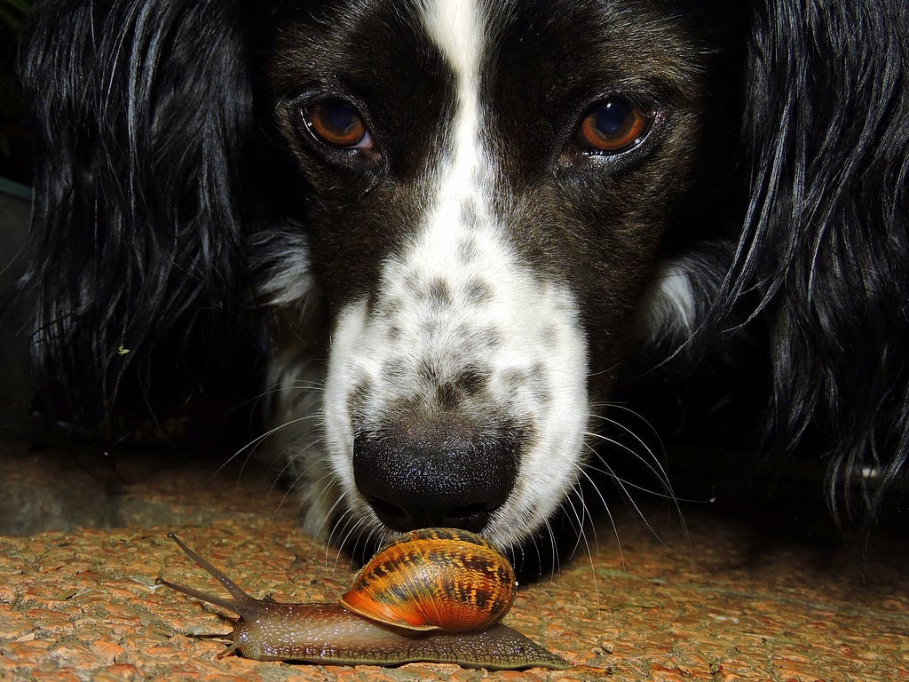 A dog staring at a snail