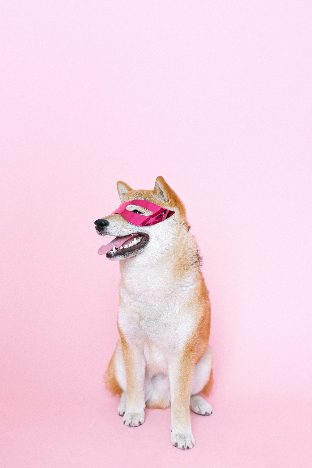 Dog with pink superhero mask, against pink background
