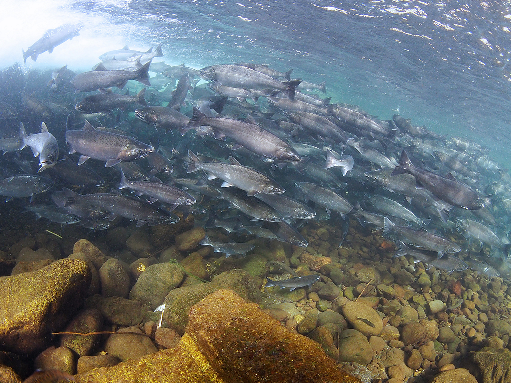 Underwater view of a run of salmon.