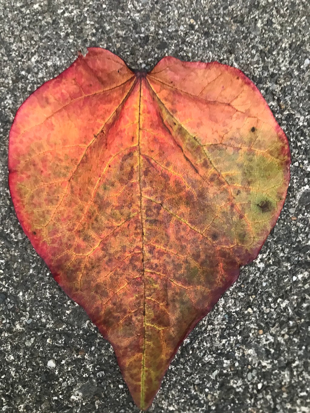 A heart shaped fall colors leaf on grey pavement