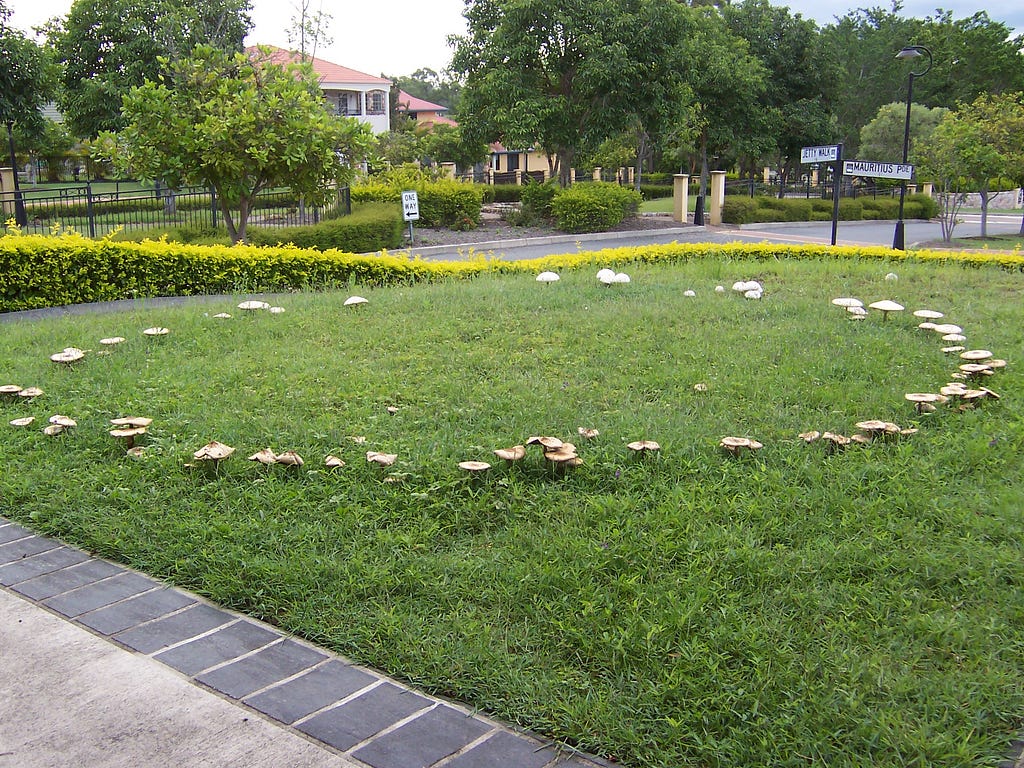 Photo of a fairy ring composed of large mushrooms
