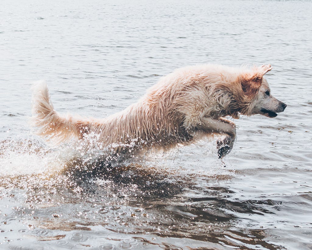 Long coated brown dog leaping out of water