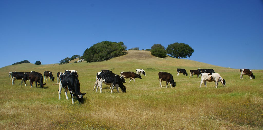 cows on a grassy hillside