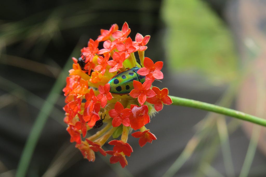 A close-up of multi-coloured bugs munching orange flower