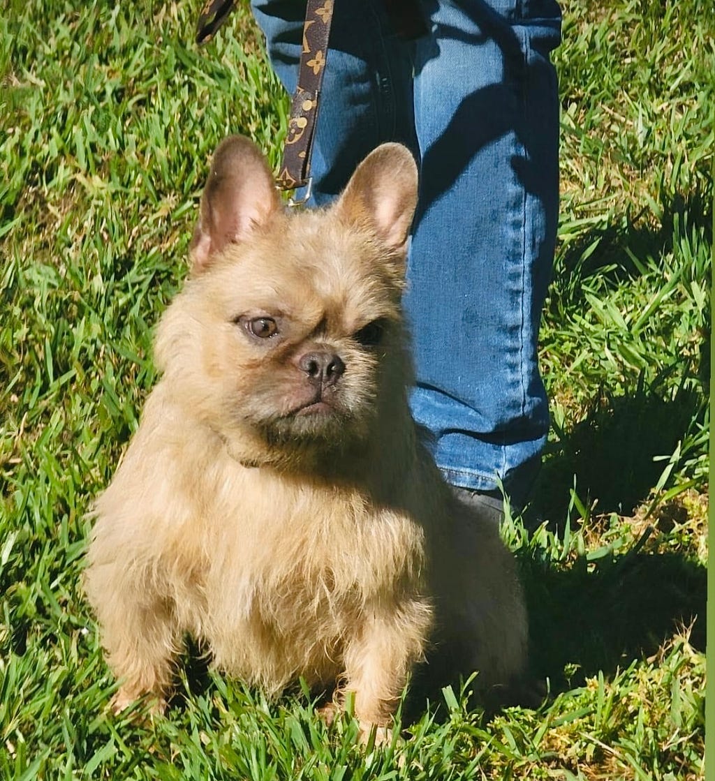 fluffy french bulldog created by Don Chino